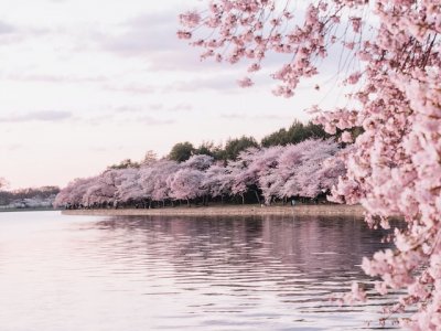 Japán sakura ünnep - csereszenyefavirágzás, piknik és tavasz