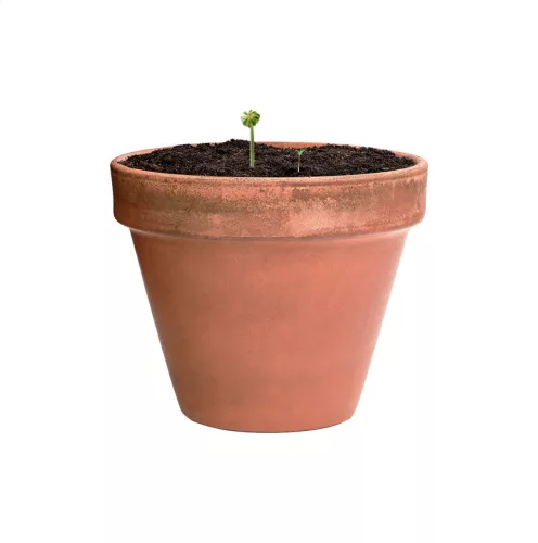 Flobba maggolyó