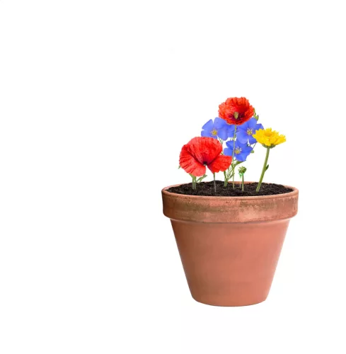 Flobba maggolyó