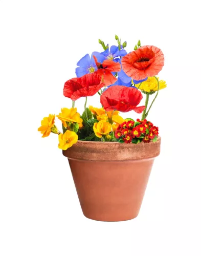Flobba maggolyó