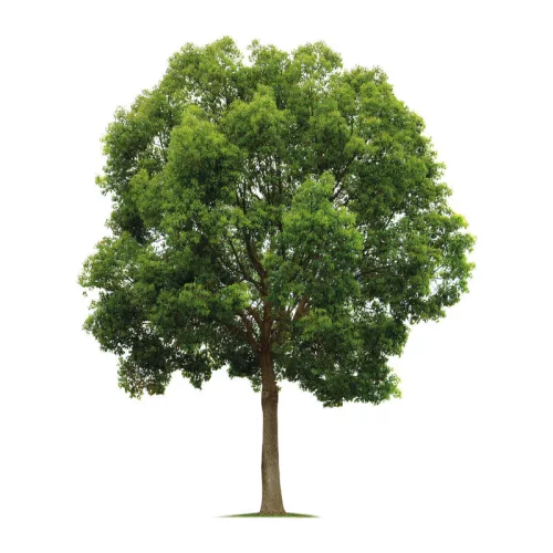 Rózsafa írószer készlet stílusos tokban