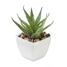 Mini műnövény, aloe ferox mill