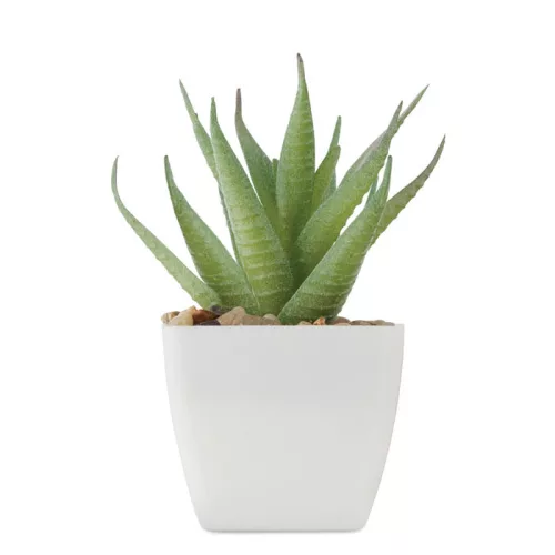 Mini műnövény, aloe ferox mill