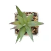 Mini műnövény, aloe ferox mill