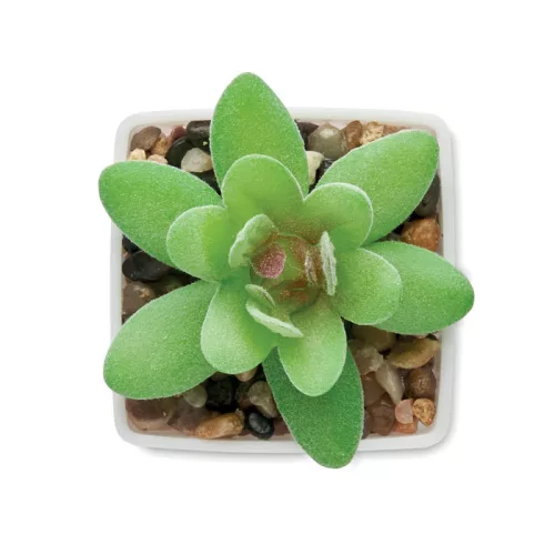 Mini műnövény, graptopetalum