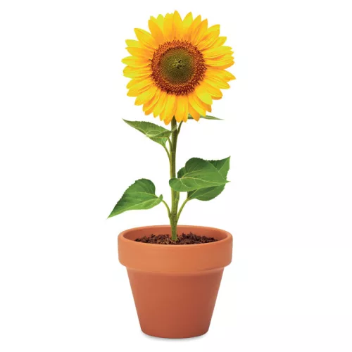 Terrakotta ültető, napraforgó